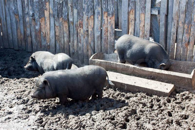 Three pigs eating and relaxing on the farm yard, stock photo