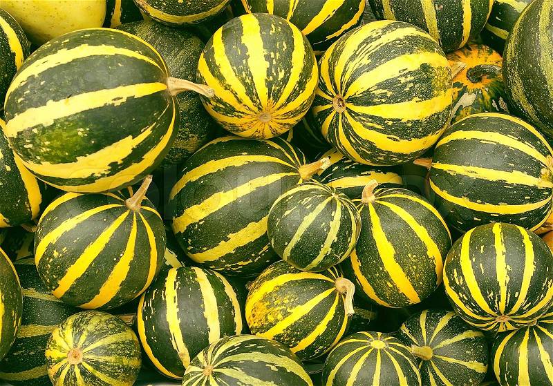 Background from little green pumkins with yellow stripes, stock photo