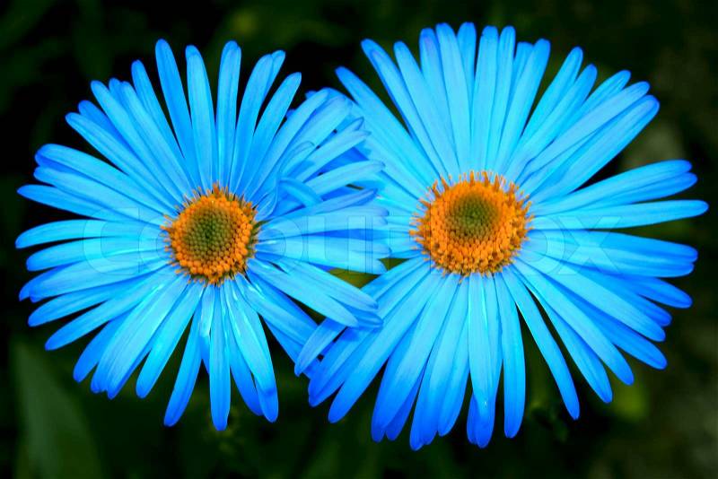 Bright blue flowers against a dark background, stock photo