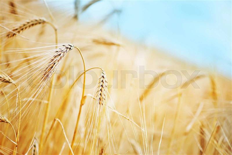 Wheat field in Crimea, golden wheat in field, stock photo