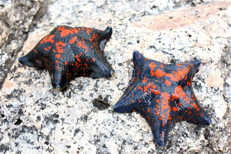 Starfish against rocks in the Japanese sea in the summer red with the black, stock photo
