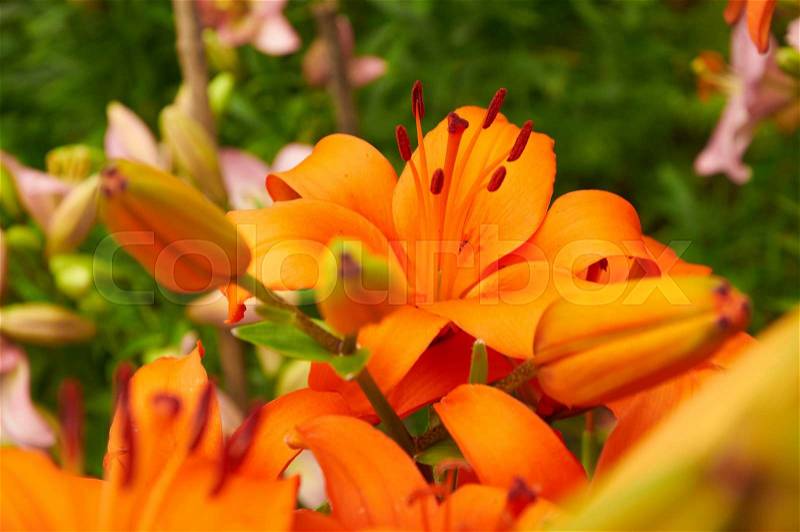 Bright orange lily flowers in the garden, stock photo