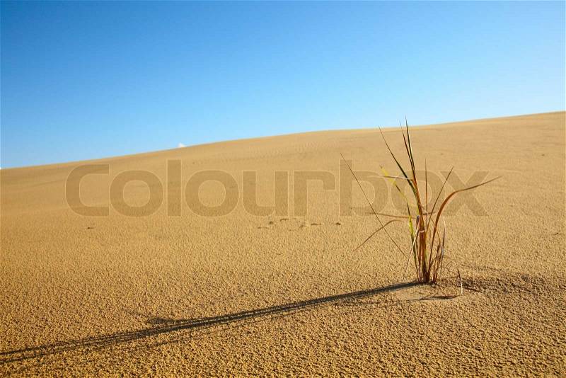 Small plant in a dry desert after climate change, stock photo