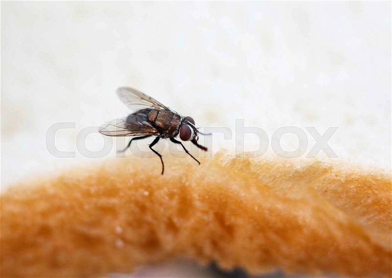 Fly on a Slice of Bread, stock photo