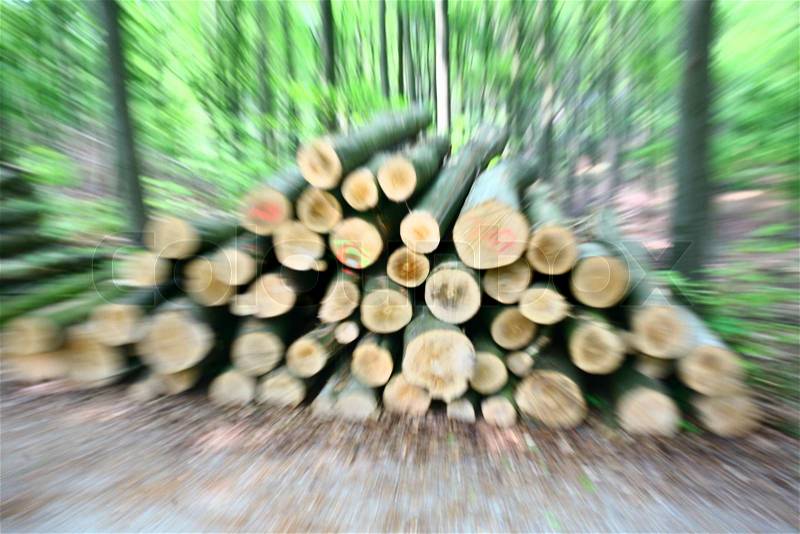 Wood stack in a danish forest, stock photo