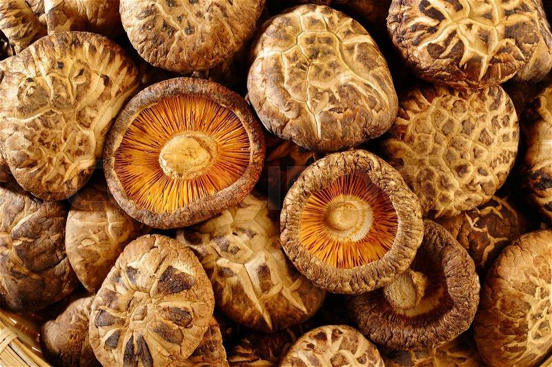 Dried shiitake mushrooms , stock photo