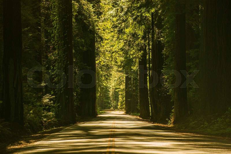 Giant Redwood Trees Road. Redwood Highway in California, United States, stock photo