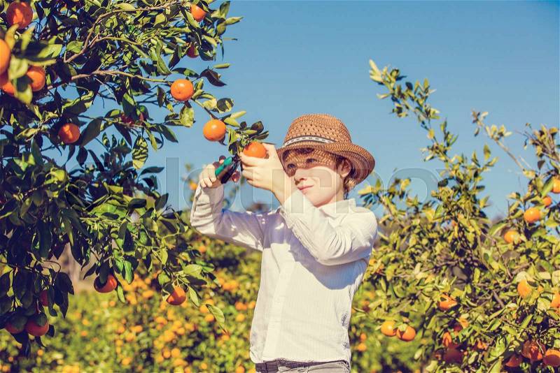 Portrait of attractive cute young boy picking mandarins at citrus farm on sunny summer day. Family healthy, fun activity on holidays concept, stock photo