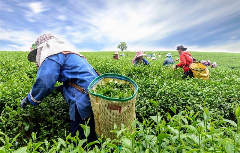 Crowd of tea picker picking tea leaf on plantation, Chiang Rai, Thailand, stock photo