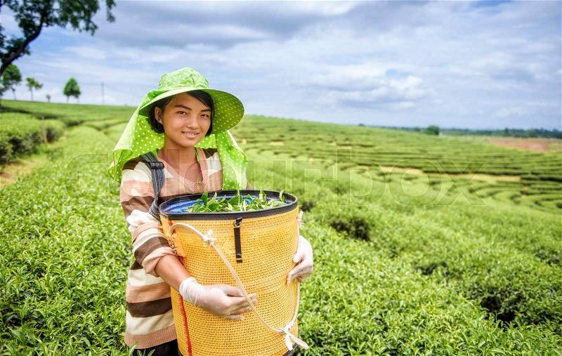 Young woman harvesting tea leaves, Thailand, stock photo