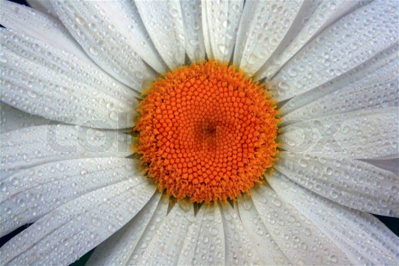 Chamomile in drops of dew on the petals, stock photo