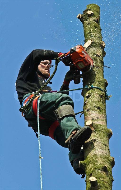 Woodcutter in action in a tree in denmark, stock photo