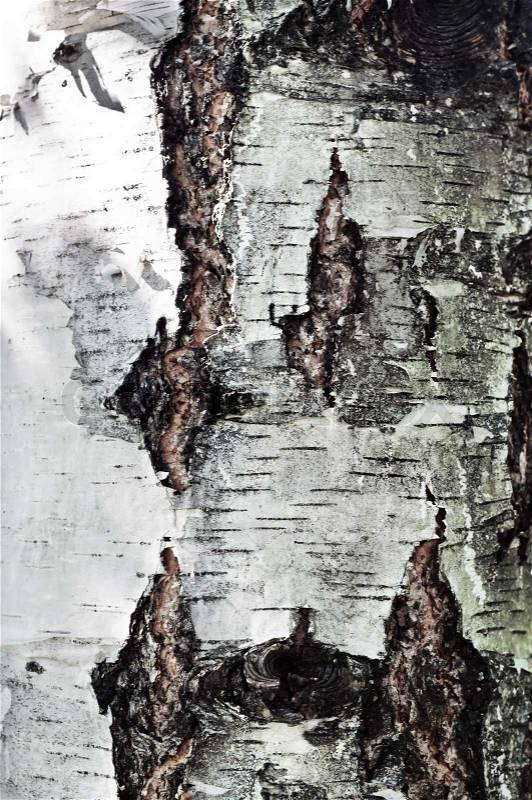 Birch wood white striped trunk vertical texture, stock photo