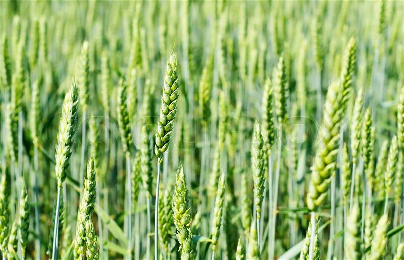 Meadow with green wheat, shallow depth of field, stock photo