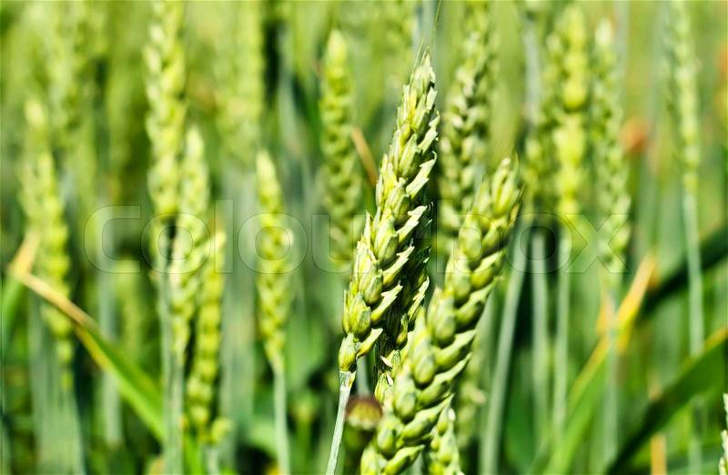 Meadow with green wheat, shallow depth of field, stock photo
