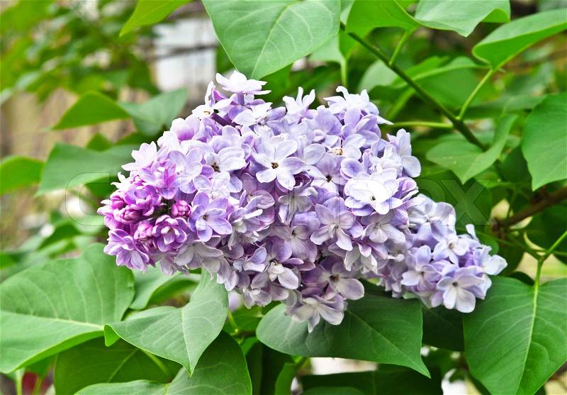 Branch of lilac flowers with the leaves, stock photo