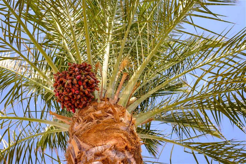 View from below of a bunch of ripening dates hanging below the fronds on a date palm conceptual of a summer vacation in the tropics, stock photo
