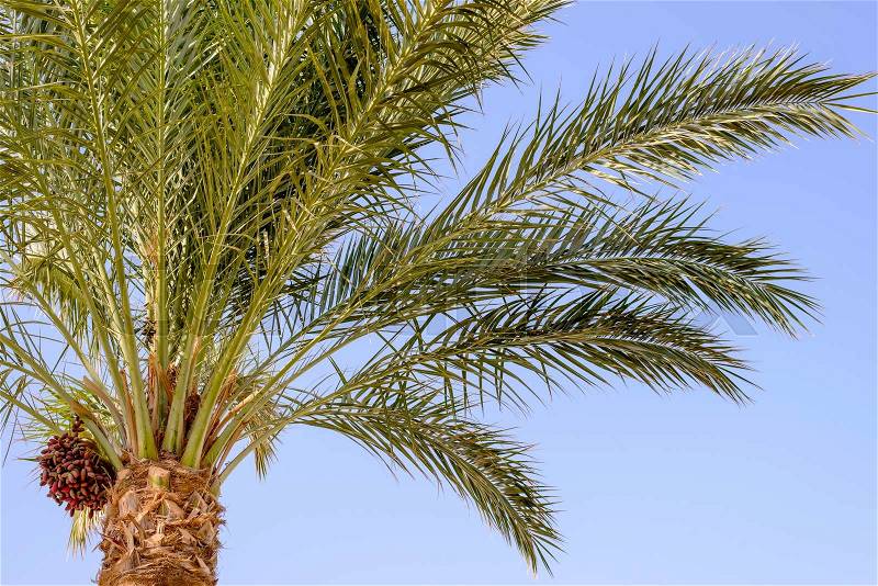 View from below of a bunch of ripening dates hanging below the fronds on a date palm conceptual of a summer vacation in the tropics, stock photo