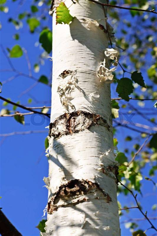 Birch wood white striped trunk vertical image, stock photo