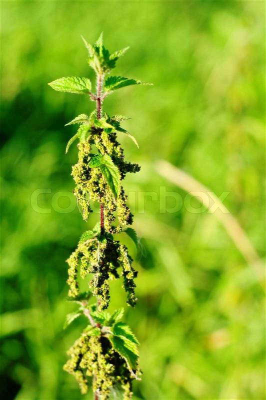 Green nettle plants on the green grass background, stock photo
