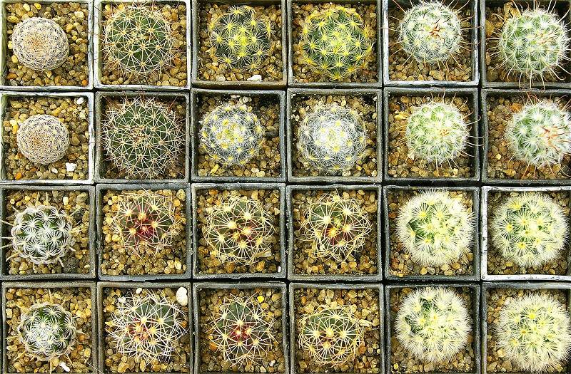 Various kinds of little cactuses in a boxes, stock photo