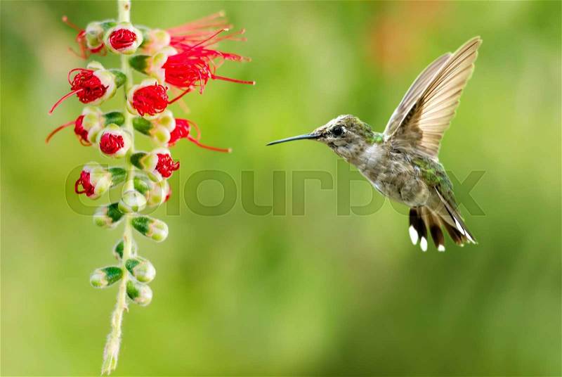 Hummingbird (archilochus colubris) in flight with tropical flower over green background, stock photo