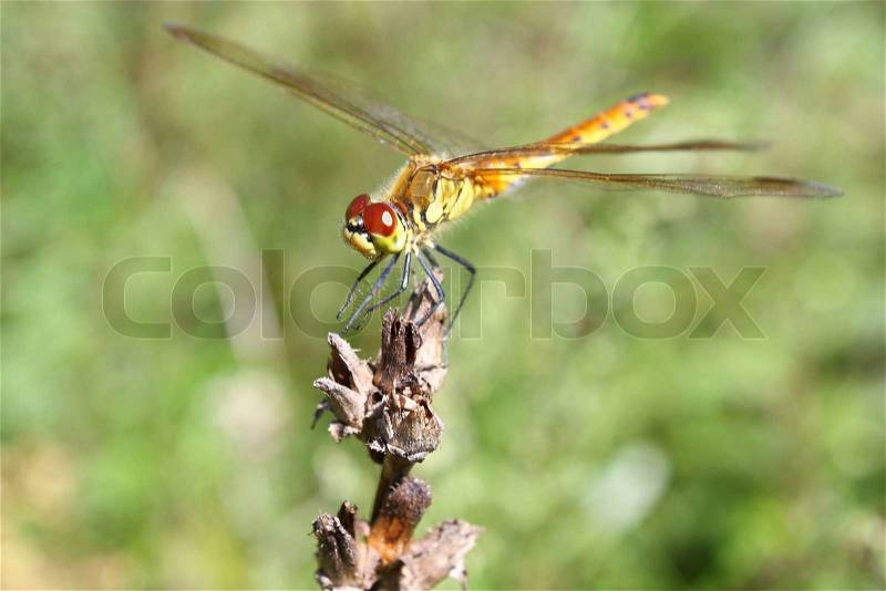 The big dragonfly has sat down on the dried up flower against wood, stock photo