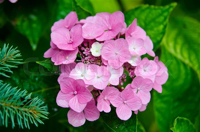 A beautiful pink flowers in a garden, stock photo