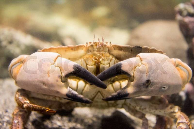 Cancer pagurus also known as edible crab or brown crab as seen alive under water, stock photo