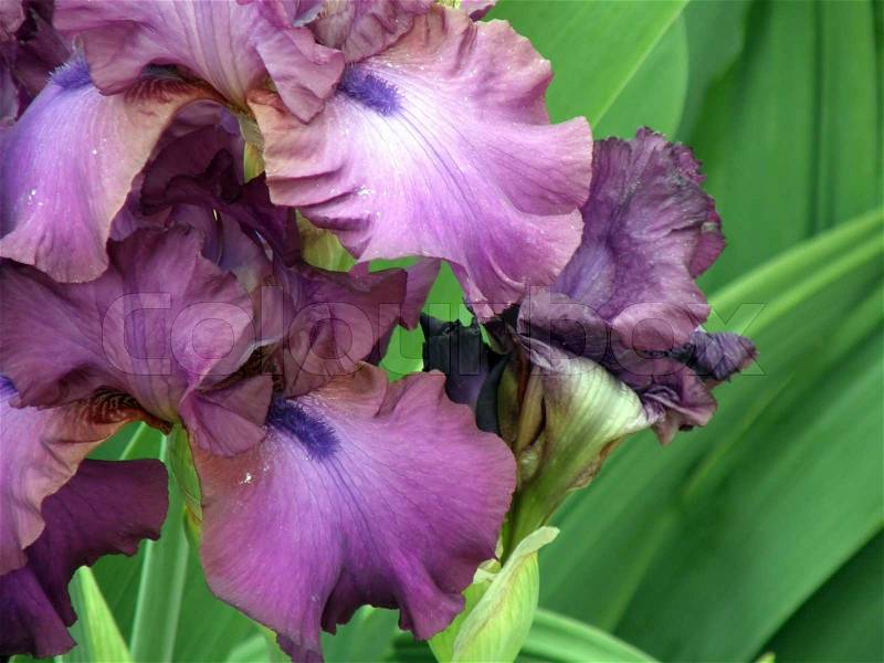 Beautiful flower of an iris, stock photo