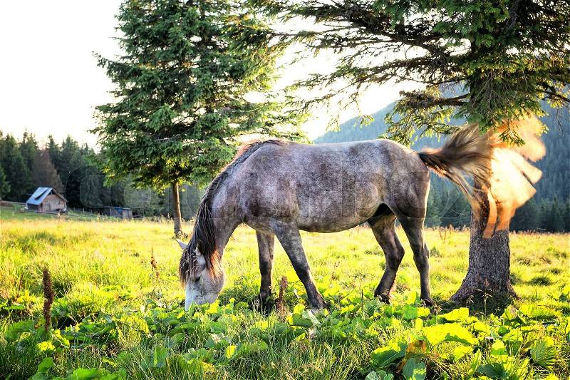 Gray dapple horse with its tail waving in the backlit sunlight, stock photo