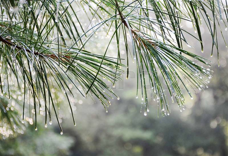 Green pine branch after rain, stock photo