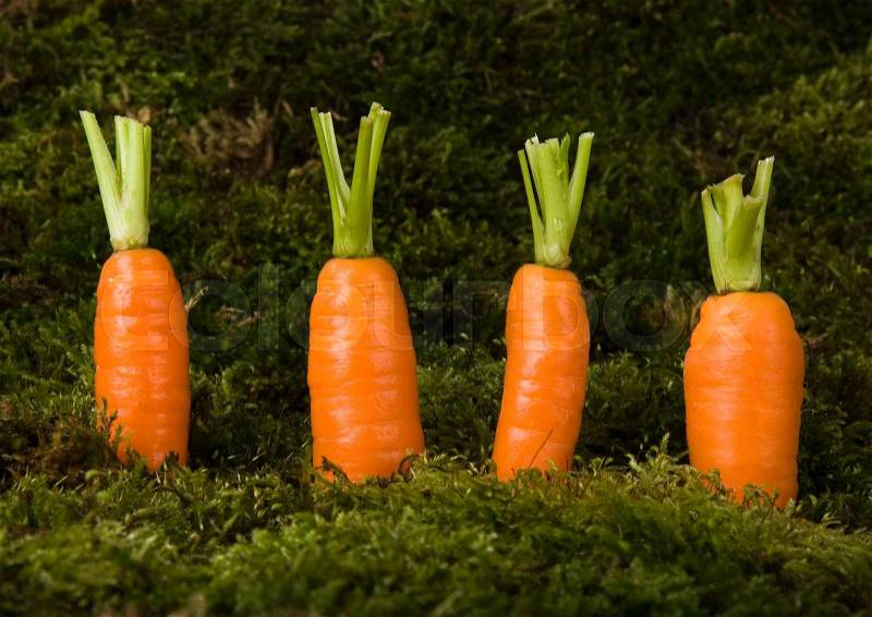 Carrots, natural bright saturated theme, stock photo