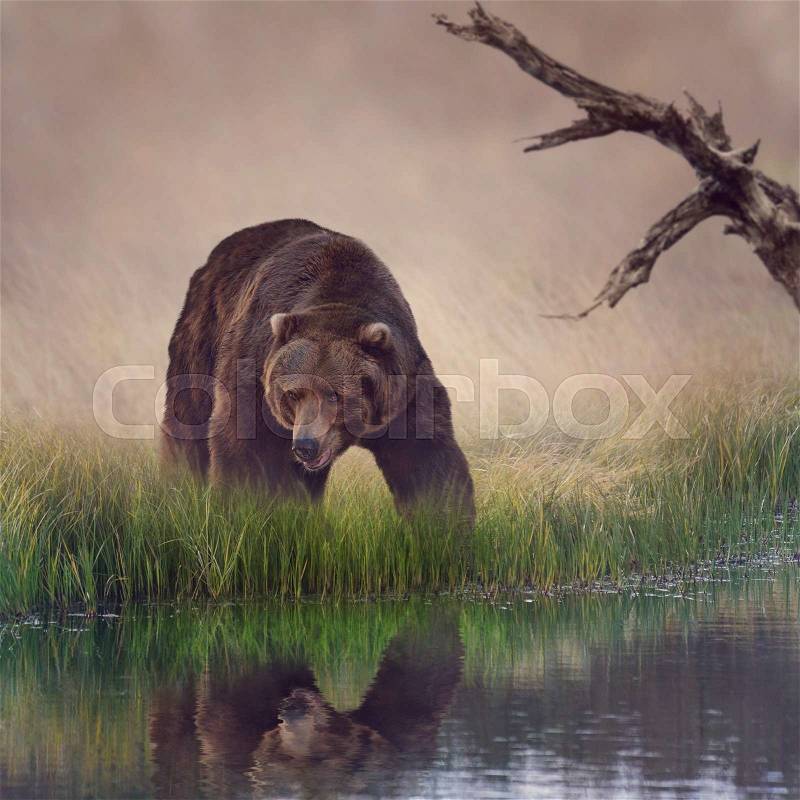 Grizzly Bear Near the Pond , stock photo