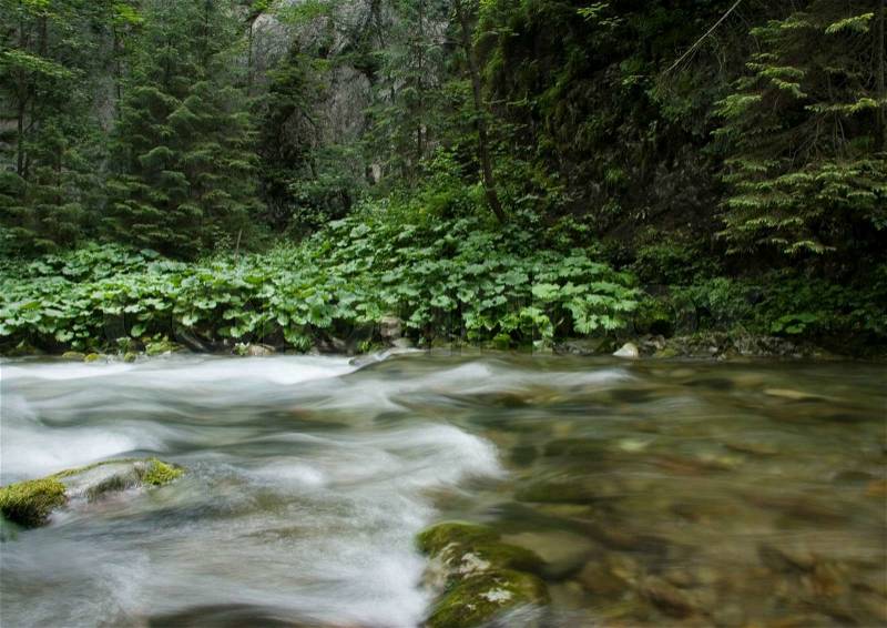 Stream, pure nature beautiful landscape, stock photo