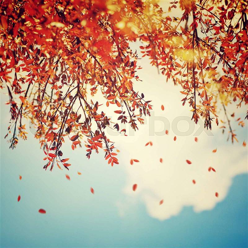 Beautiful vintage autumn background, autumnal tree border with falling down old leaves over blue cloudy sky, abstract natural background, nature at fall, stock photo