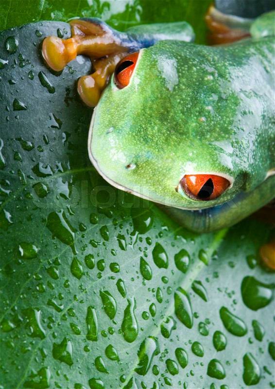 Frog in the jungle on colorful background, stock photo