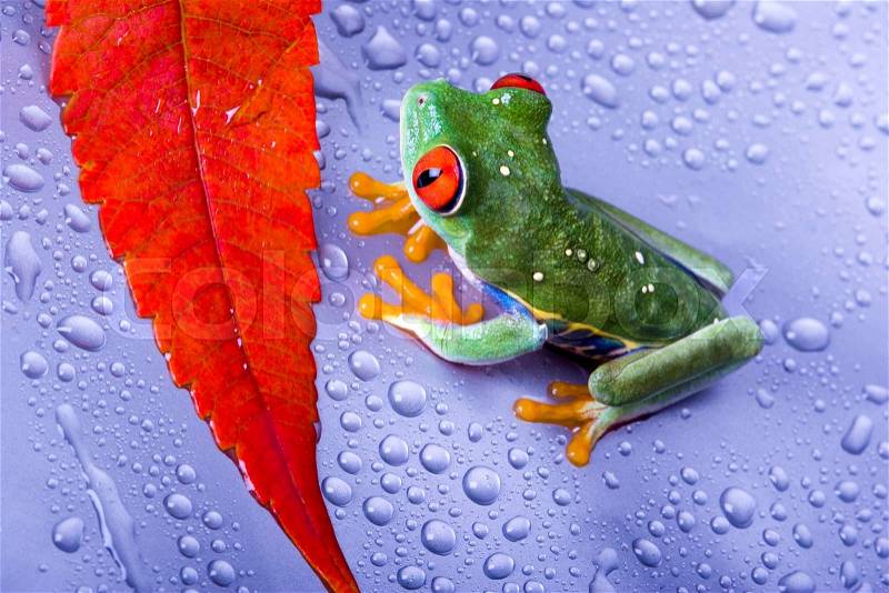 Red eye tree frog on colorful background, stock photo