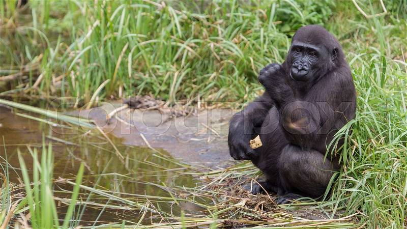 Young gorilla eating a piece of fruit, stock photo