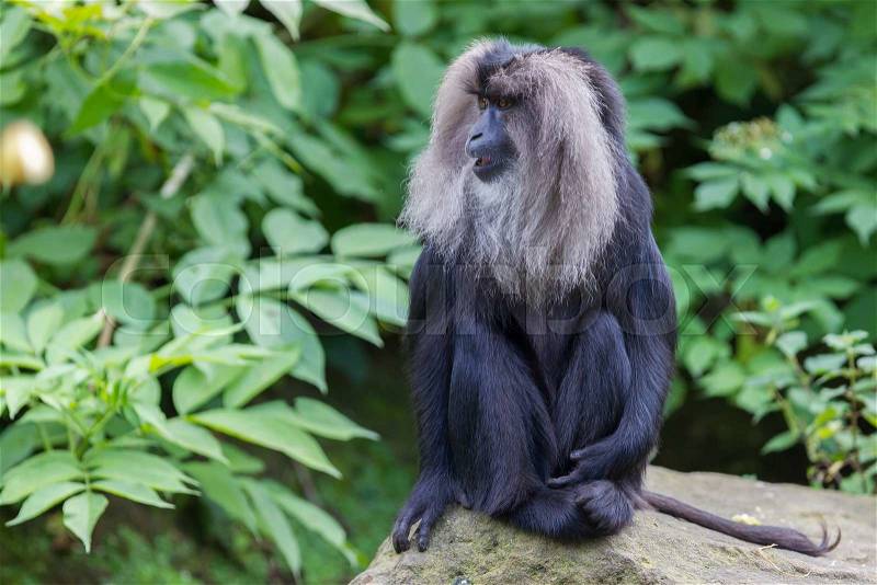Lion-tailed Macaque (Macaca silenus) in it\'s natural habitat, stock photo