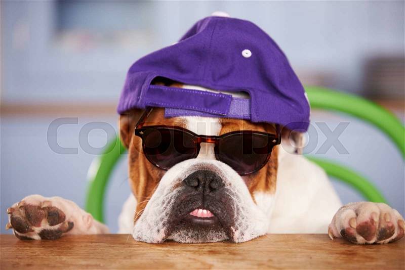 Sad Looking British Bulldog Wearing Baseball Cap, stock photo