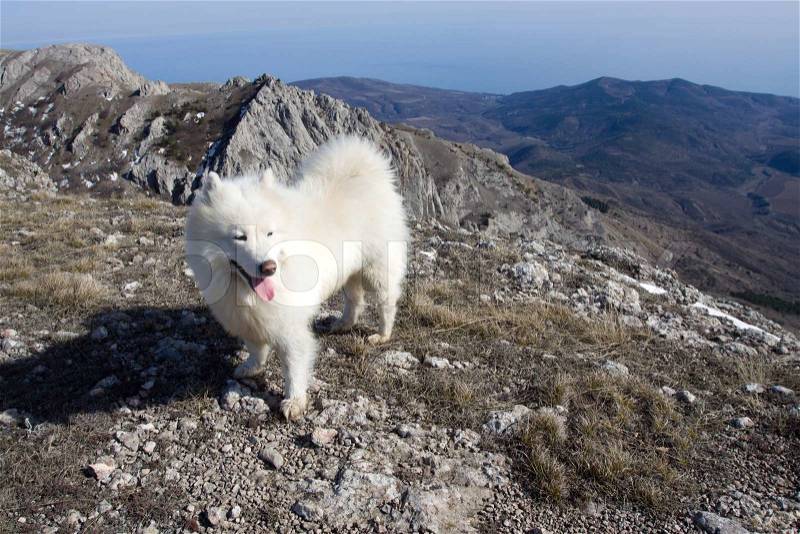 Samoyed dog full of joy, relaxing in mountains, stock photo