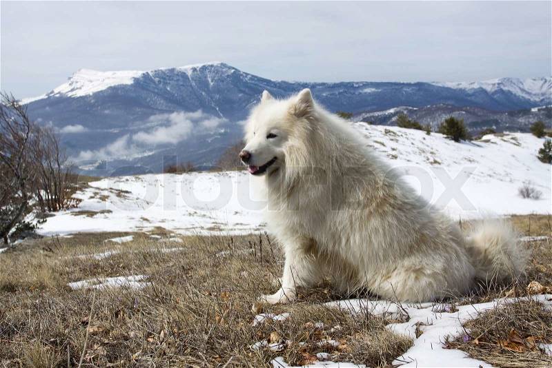 Samoyed dog full of joy in high mountains, stock photo