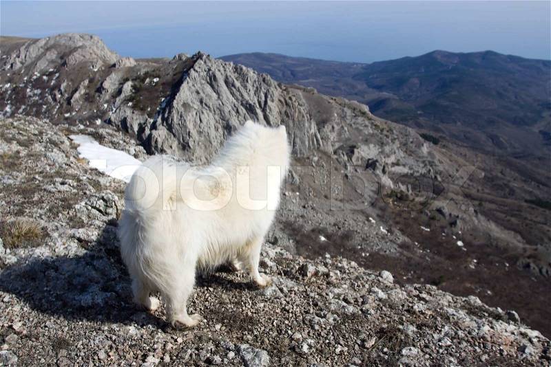 Samoyed dog full of joy in mountains looking for people, stock photo