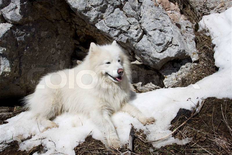 Samoyed dog get tired, and relaxing in snow, stock photo