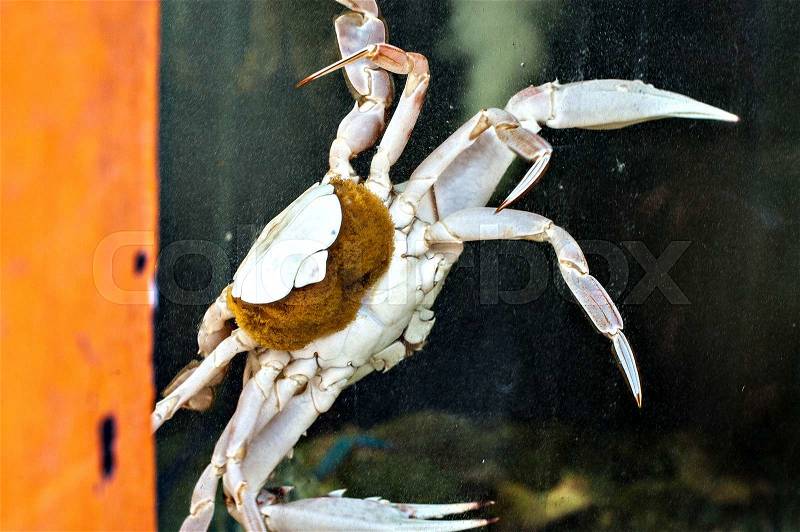 White crab in the aquarium on dark water background, stock photo