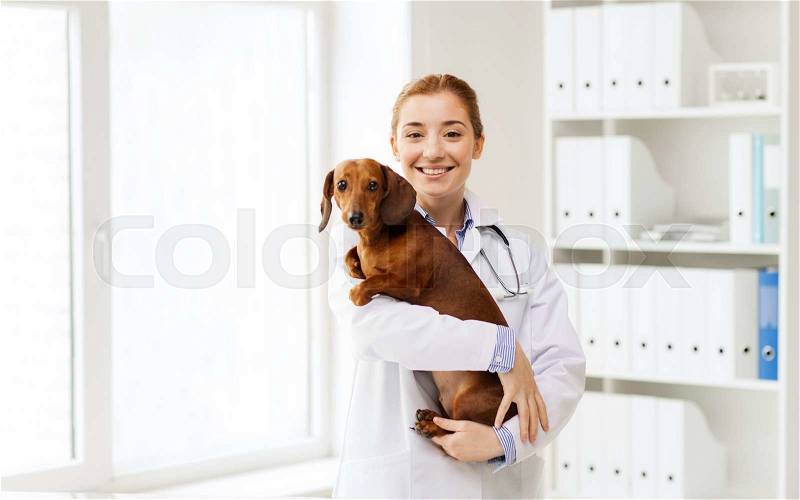 Medicine, pet, animals, health care and people concept - happy veterinarian or holding dachshund dog at vet clinic, stock photo
