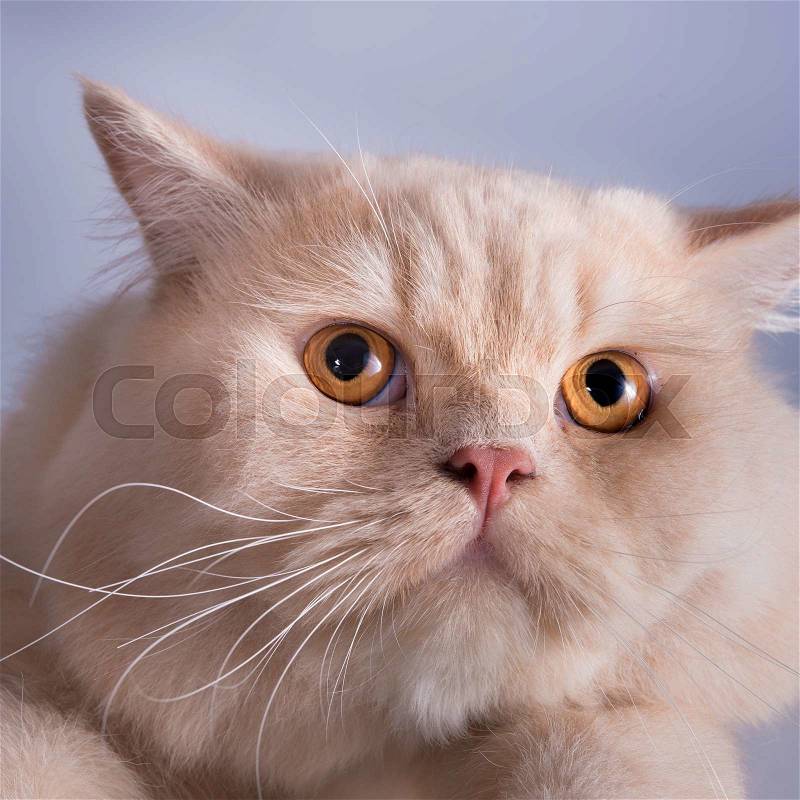 Close-up photo of a brown kitten looking up, Studio shot. Shallow depth of field. Focus on eyes. Extreme close-up, stock photo
