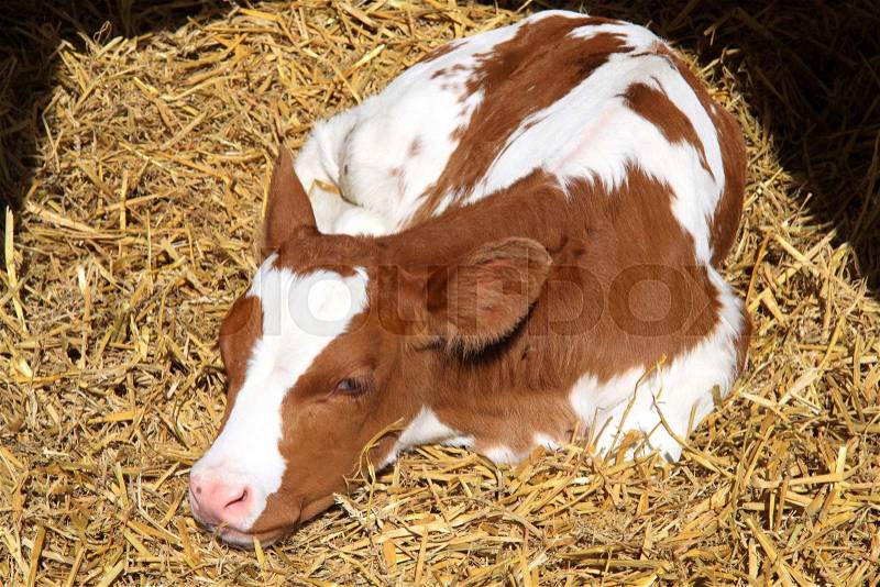 A newborn calf has in the beginning little immune system. That is why he is held separately after the birth of the other cows, stock photo