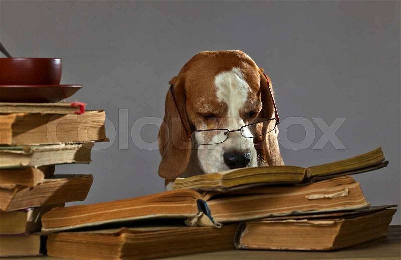 The very smart dog studying old books, stock photo